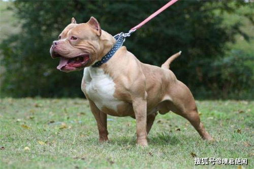 中国十大禁犬,你知道几个? 十大禁犬排行榜