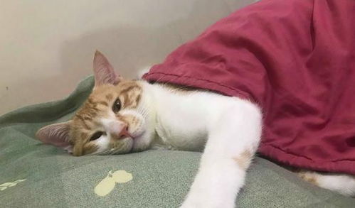 猫认主人怎么确定?会盯着人看 猫怎么算是认主人了