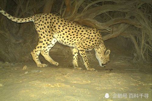 已灭绝的十大猫科动物,巴基斯坦沙丘猫在20世纪40年代灭绝 已灭绝的十大猫科动物